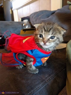  Super Kitty