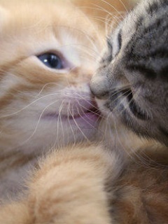  Sweet Kisses