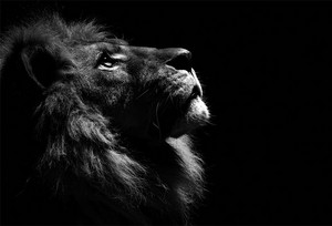  The Majestic Lion