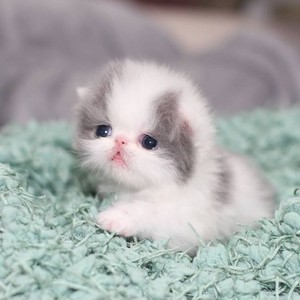  Tiny cute kitten