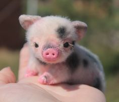  Tiny piglet