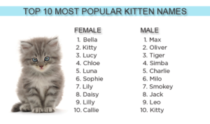  puncak, atas 10 Kitten Names