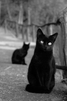  Two Beautiful Black 고양이
