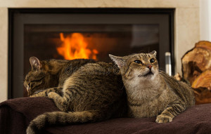  Two Kucing Relaxing sejak The api, kebakaran