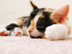  adorable calico बिल्ली के बच्चे
