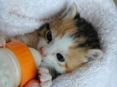  adorable calico anak kucing
