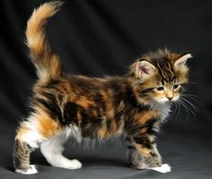  adorable calico gattini