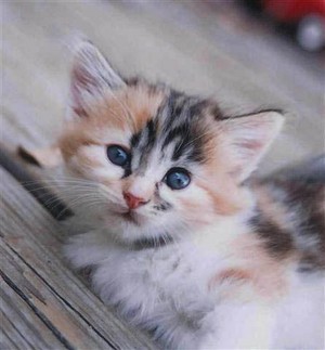  adorable calico 子猫