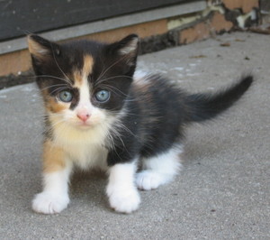  adorable calico बिल्ली के बच्चे