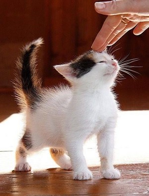  adorable calico gattini