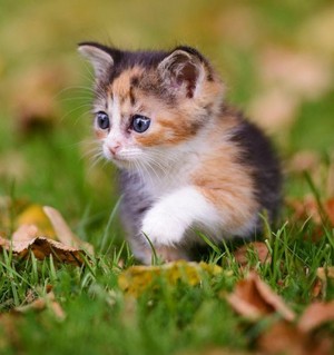  adorable calico 子猫