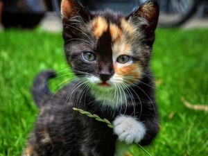  adorable calico gatinhos