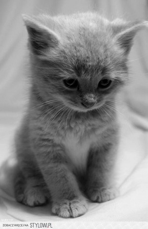 adorable gray kittens