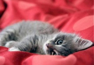  adorable gray gatinhos