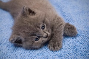 adorable gray kittens