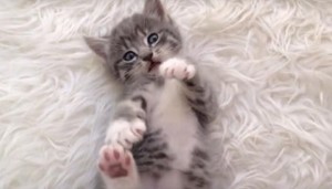  adorable gray 子猫