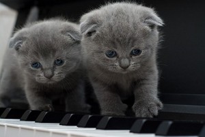  adorable gray kittens