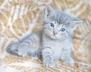  adorable gray Kätzchen
