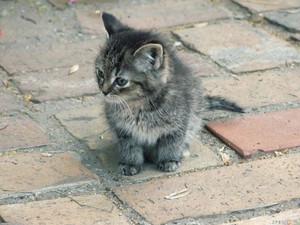  adorable gray gatitos