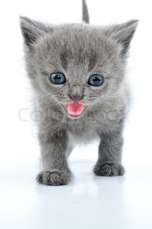 adorable gray kitties