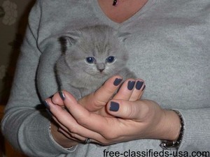  adorable gray kitties