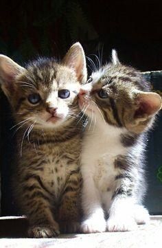adorable kittens