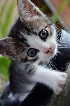  adorable 小猫