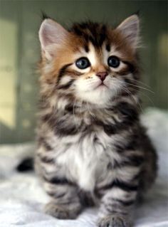  adorable anak kucing