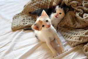  adorable gatinhos