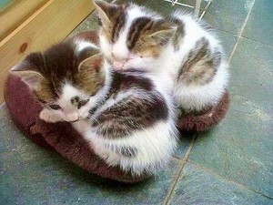  adorable gatinhos