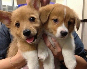  adorable puppies