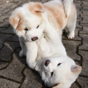 adorable puppies