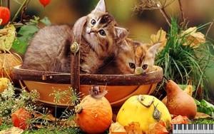 autumn kittens