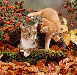  autumn kittens
