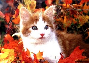 autumn kittens