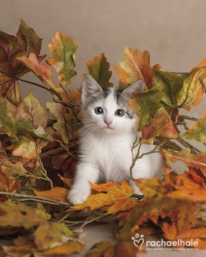  autumn anak kucing