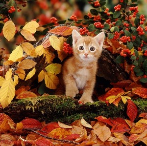  autumn बिल्ली के बच्चे