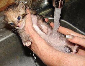  baby kitten getting a bath