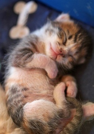 baby kitten taking a nap