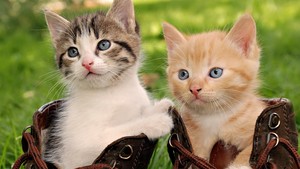  beautiful kittens