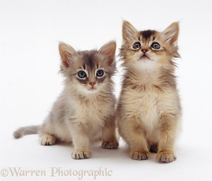  beautiful kittens