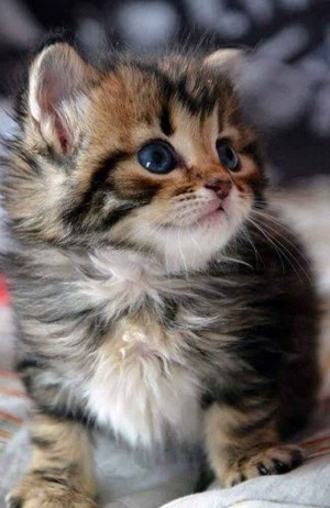 beautiful gattini