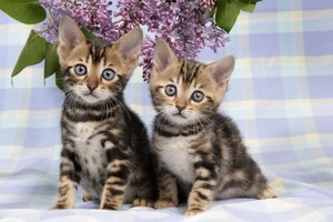  bengal kittens