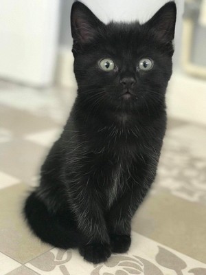  black 고양이