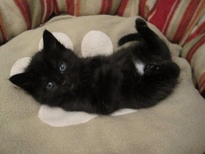  black 子猫