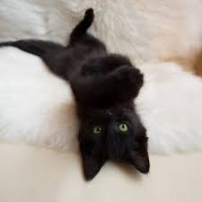  black gatinhos