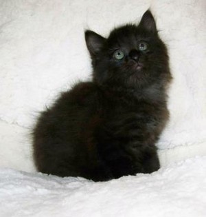  black kittens