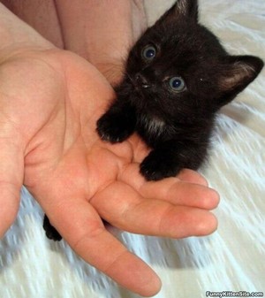  black gatitos