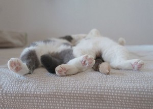  catnapping