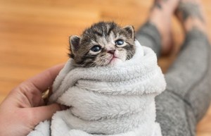  cozy and cuddly mèo con